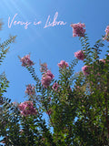 Venus in Libra (2026)