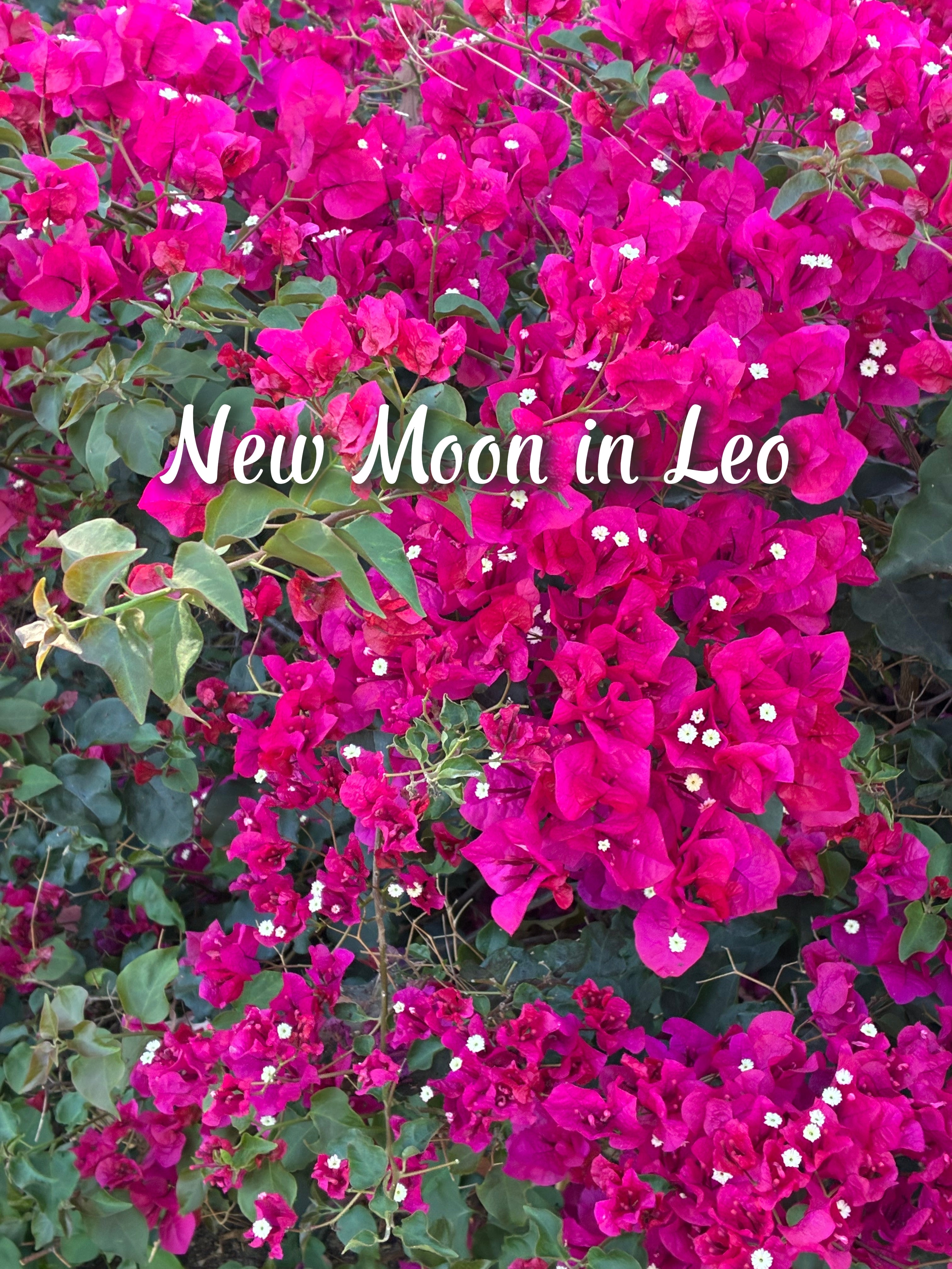 New Moon in Leo (2026)