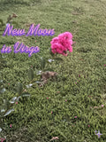 New Moon in Virgo (2026)