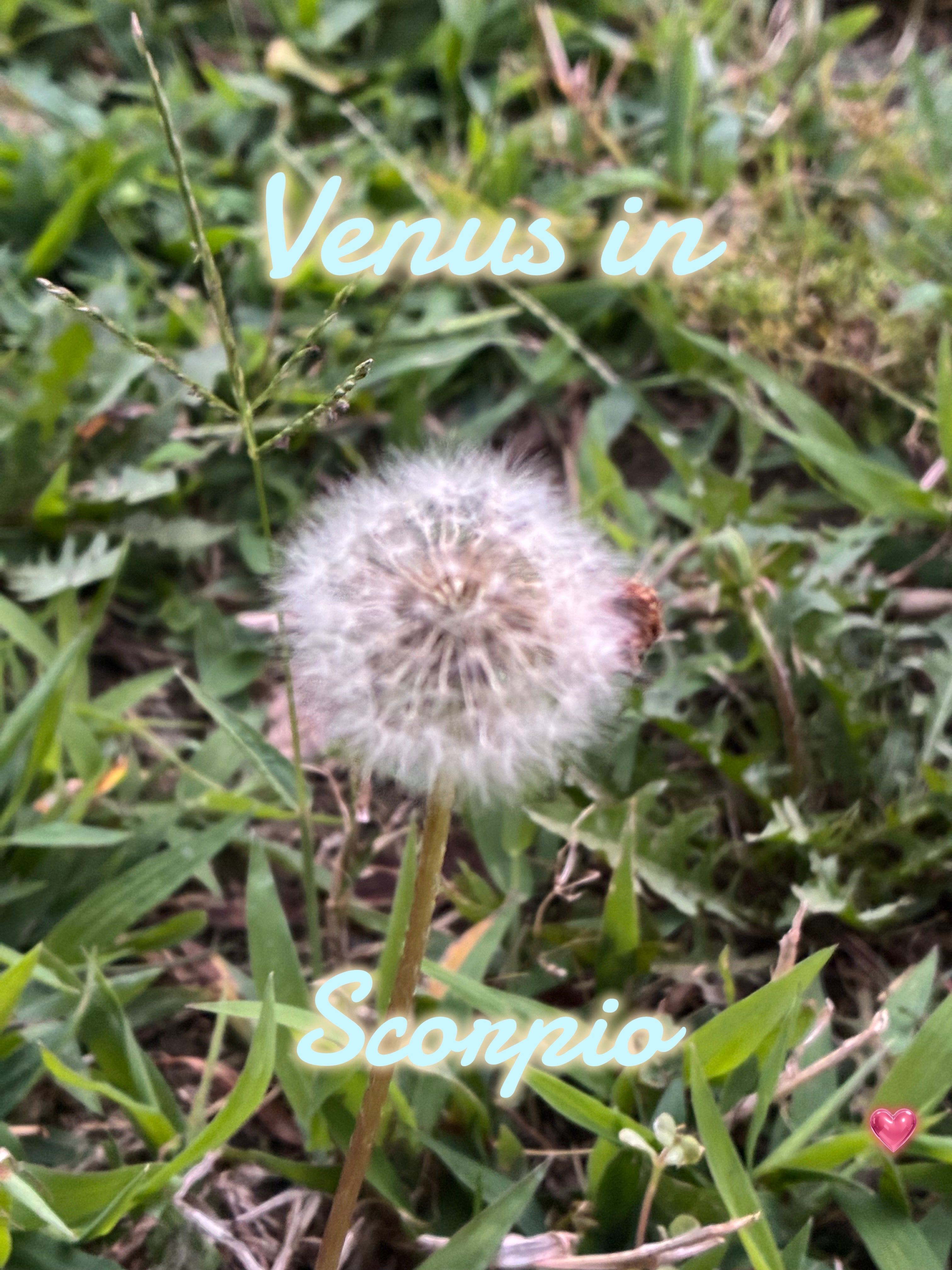 Venus in Scorpio (2026)